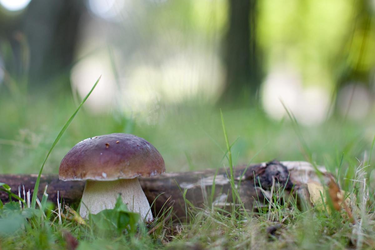 Rodinny Penzion U Wolfu Chrastava Bagian luar foto